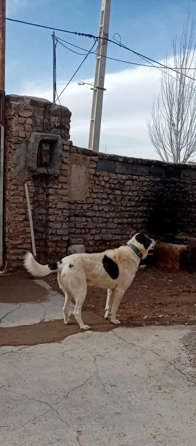 سگ سرابی آدمی|سگ|قوچان, |دیوار