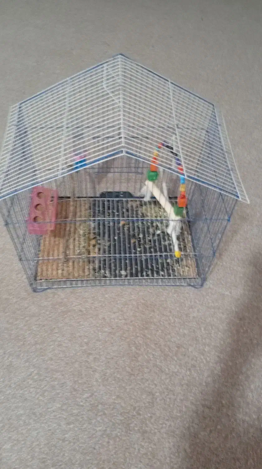 عروس هلندی نر|پرنده|دهلران, |دیوار