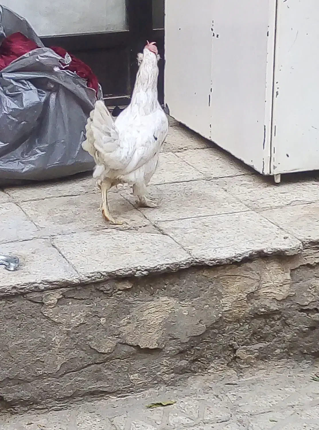 مرغ محلی تخم گذار|حیوانات مزرعه|قرچک, مهدیه|دیوار