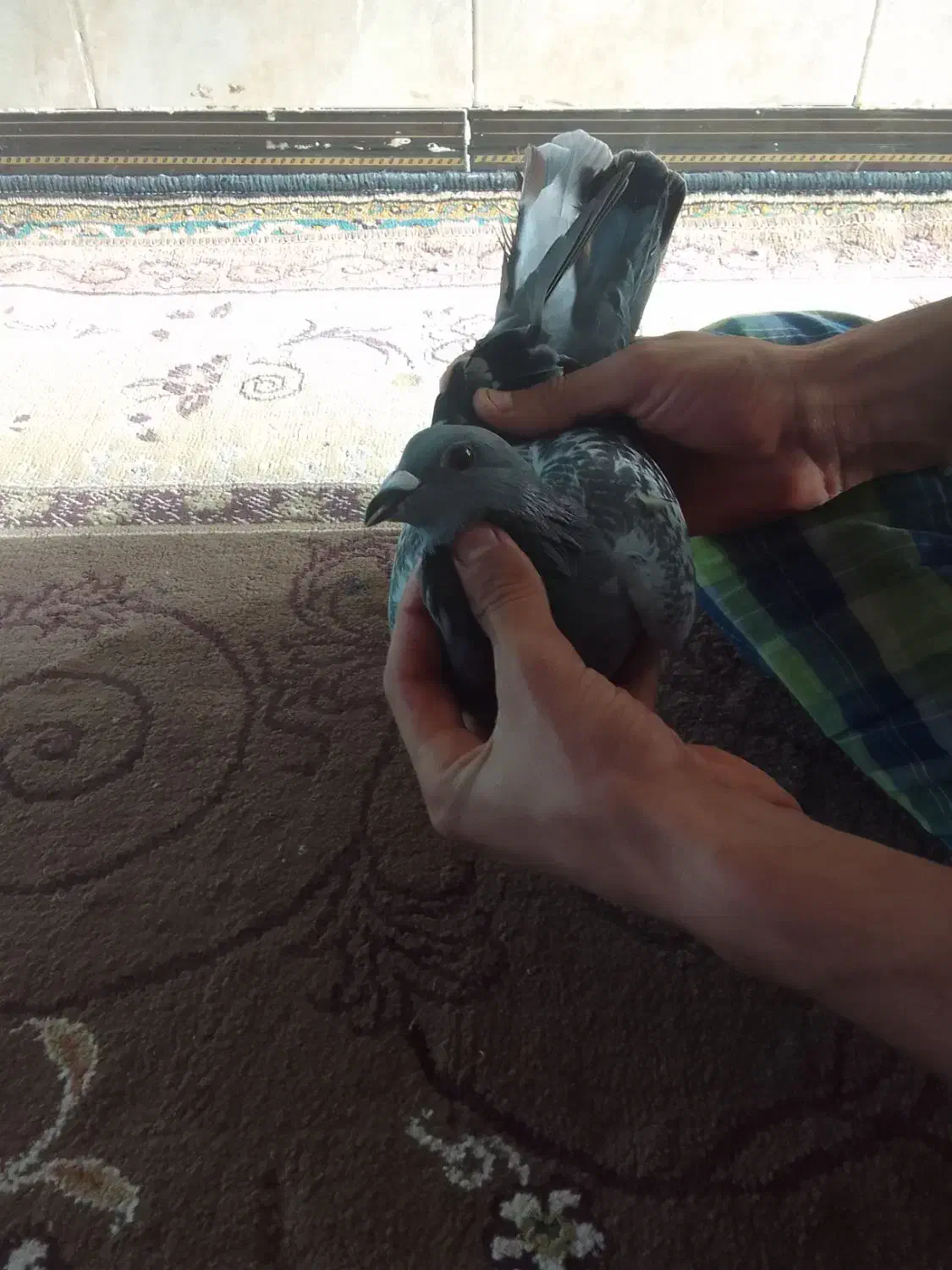 کبوتر پلاکی|پرنده|خرمشهر, |دیوار