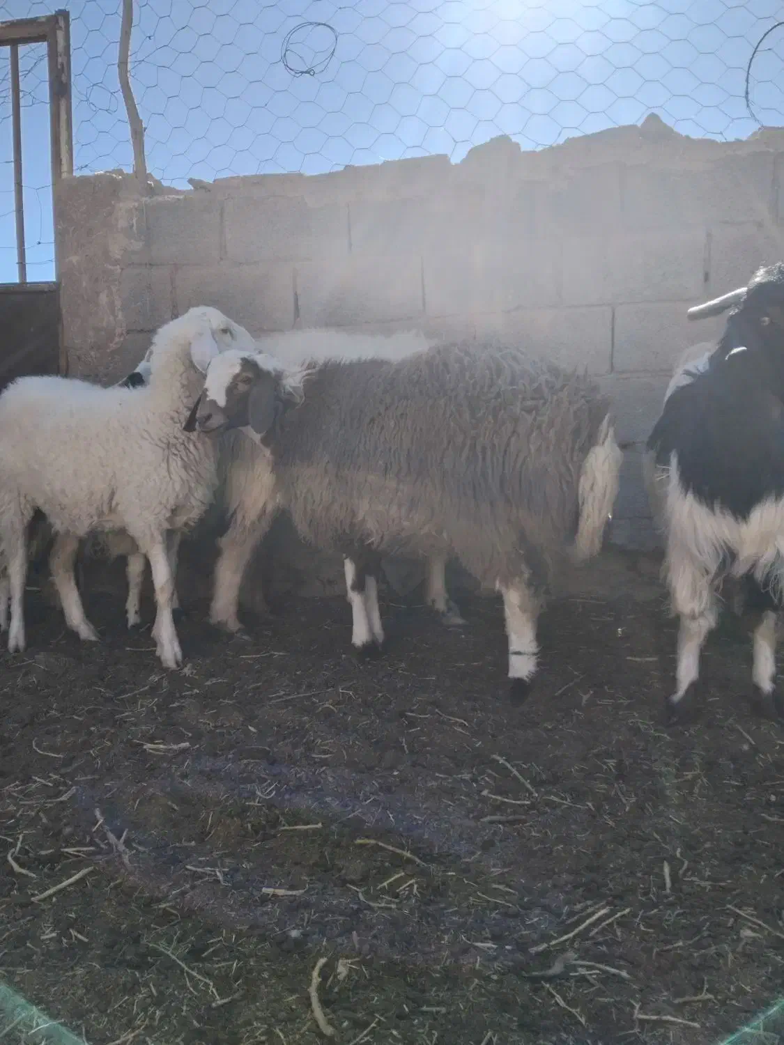 بره ماده|حیوانات مزرعه|فردوس (خراسان), |دیوار