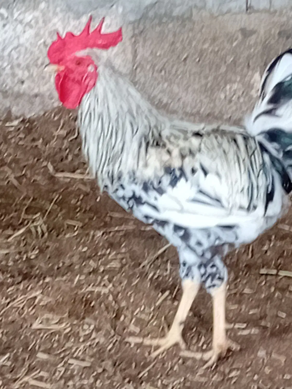 خروس محلی ونیمچه خروس|حیوانات مزرعه|آبادان, |دیوار