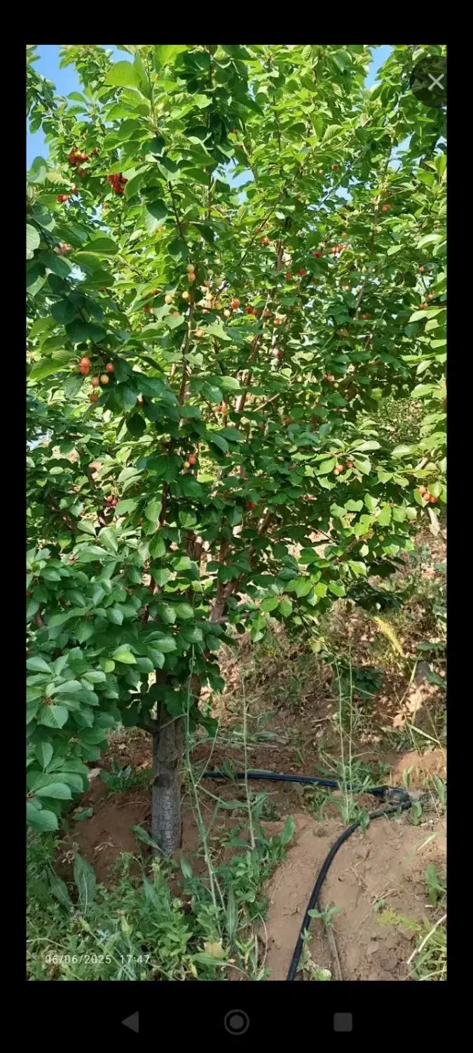 کود حیوانی|خدمات باغبانی و درختکاری|کامیاران, |دیوار