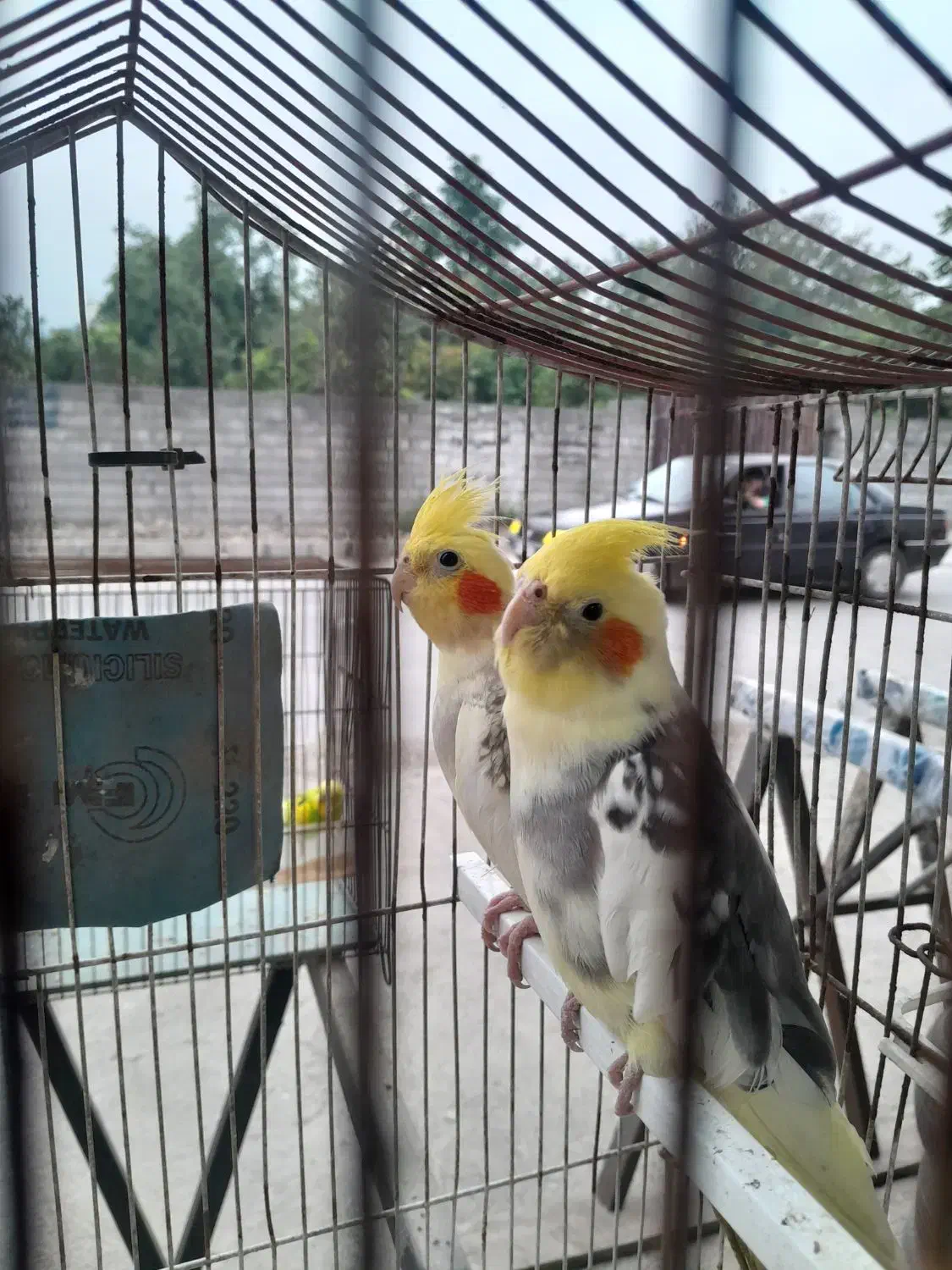 فروش پرنده|پرنده|نوشهر, |دیوار