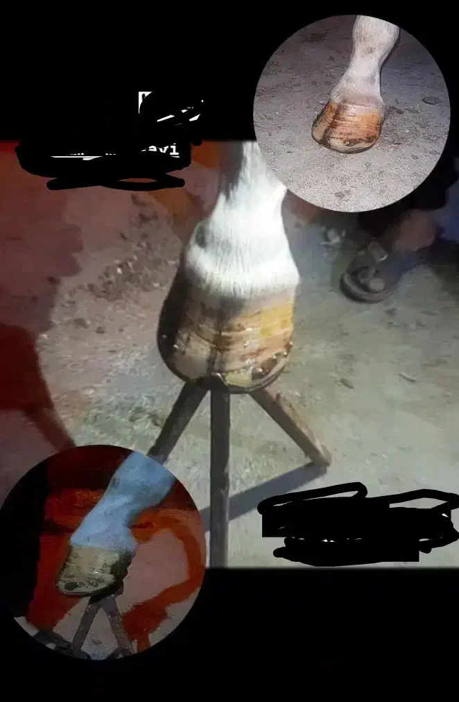 نعلبندی اسب|اسب و تجهیزات اسب‌سواری|جیرفت, |دیوار