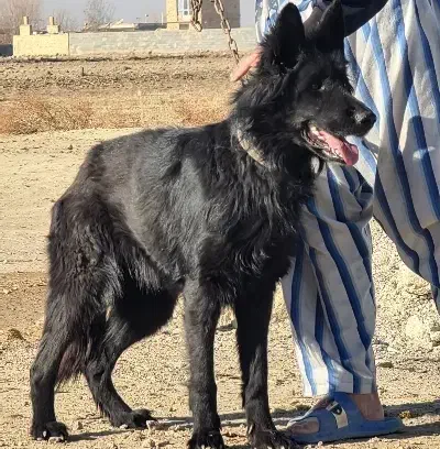 ژرمن|سگ|اصفهان, براآن شمالی|دیوار