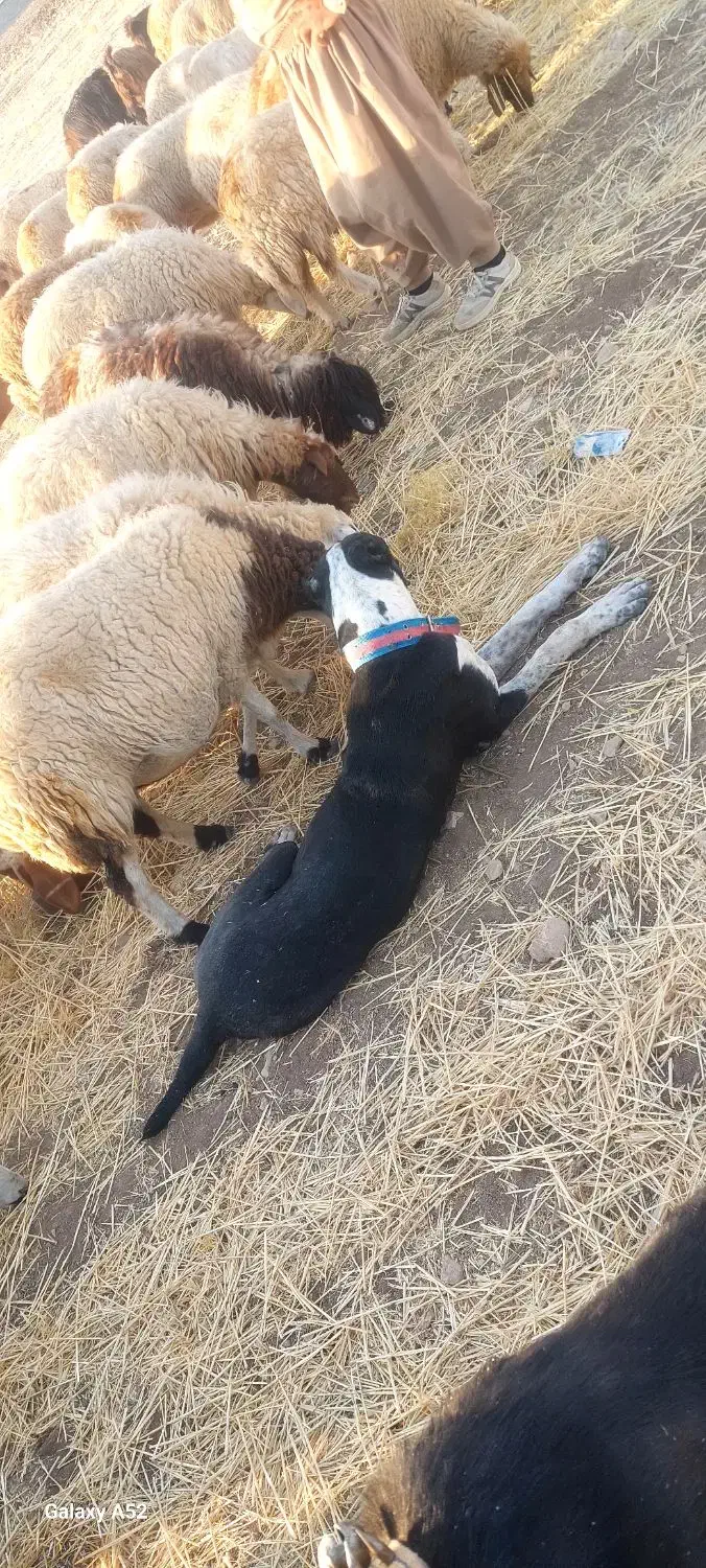 یک عددسگ آلابای یکساله معاوضه باسگ قدری جون|سگ|ایوان, |دیوار