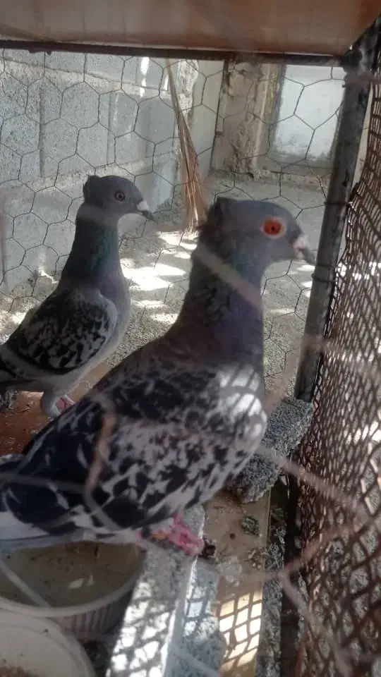 کوهی کاکولی پلاکی|پرنده|خفر, |دیوار