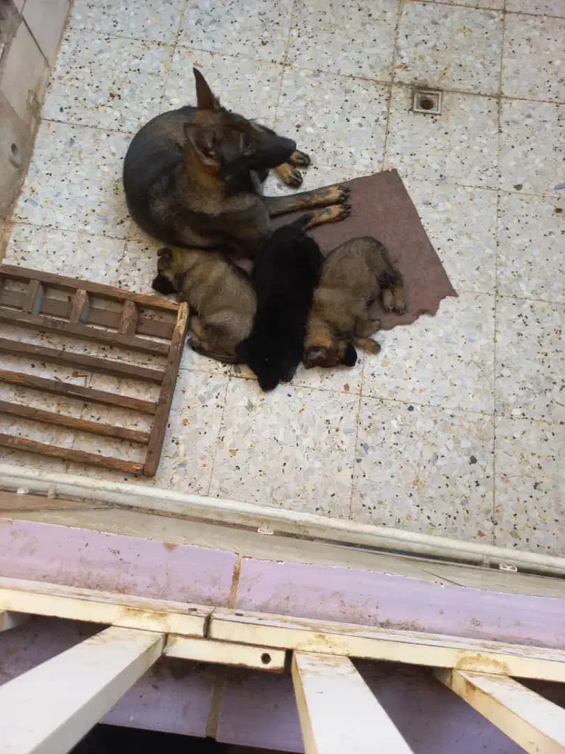 ژرمن مادهورک لاین رنگ سیبل|سگ|لاهیجان, پردسر|دیوار