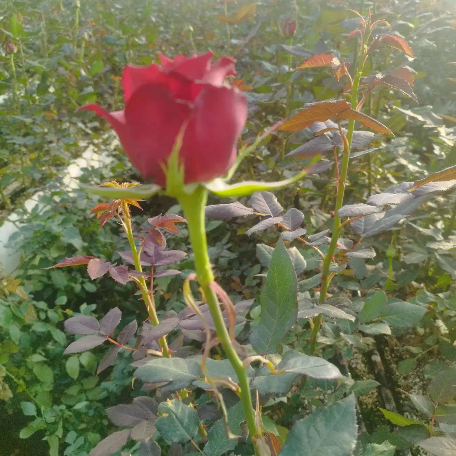 گلخانه اجاره ای|اجارهٔ دفتر صنعتی، کشاورزی، تجاری|خرم‌آباد, |دیوار