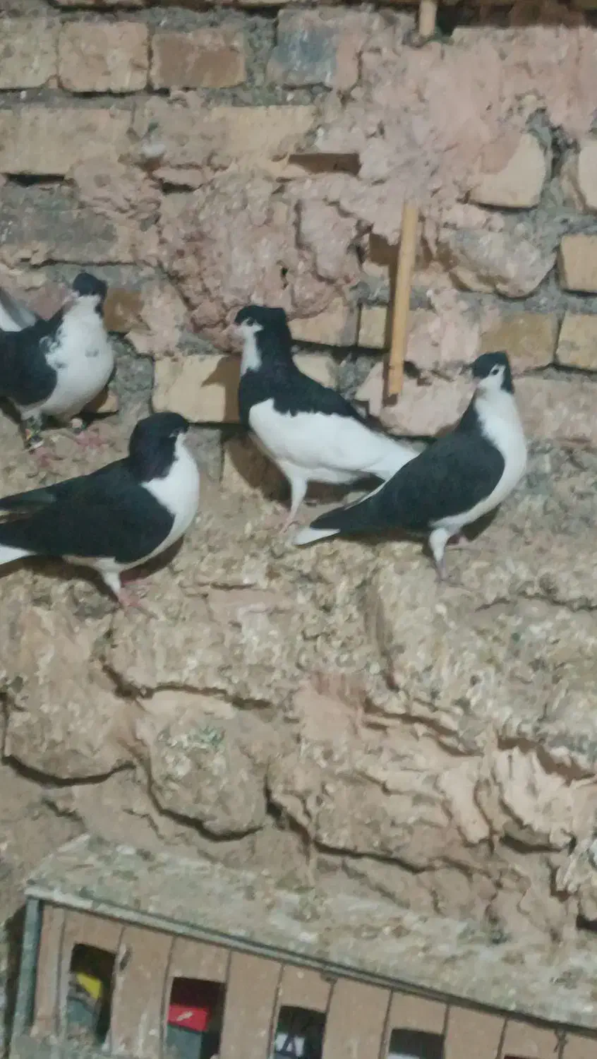 کبوتر|پرنده|اسفراین, |دیوار