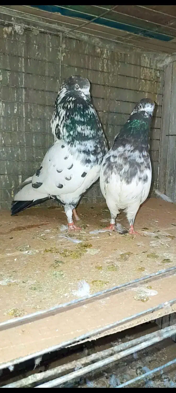 کبوتردونسته پرش سنگین به شرط باضمانت تضمین صددرصد|پرنده|ری, شهید بهشتی|دیوار