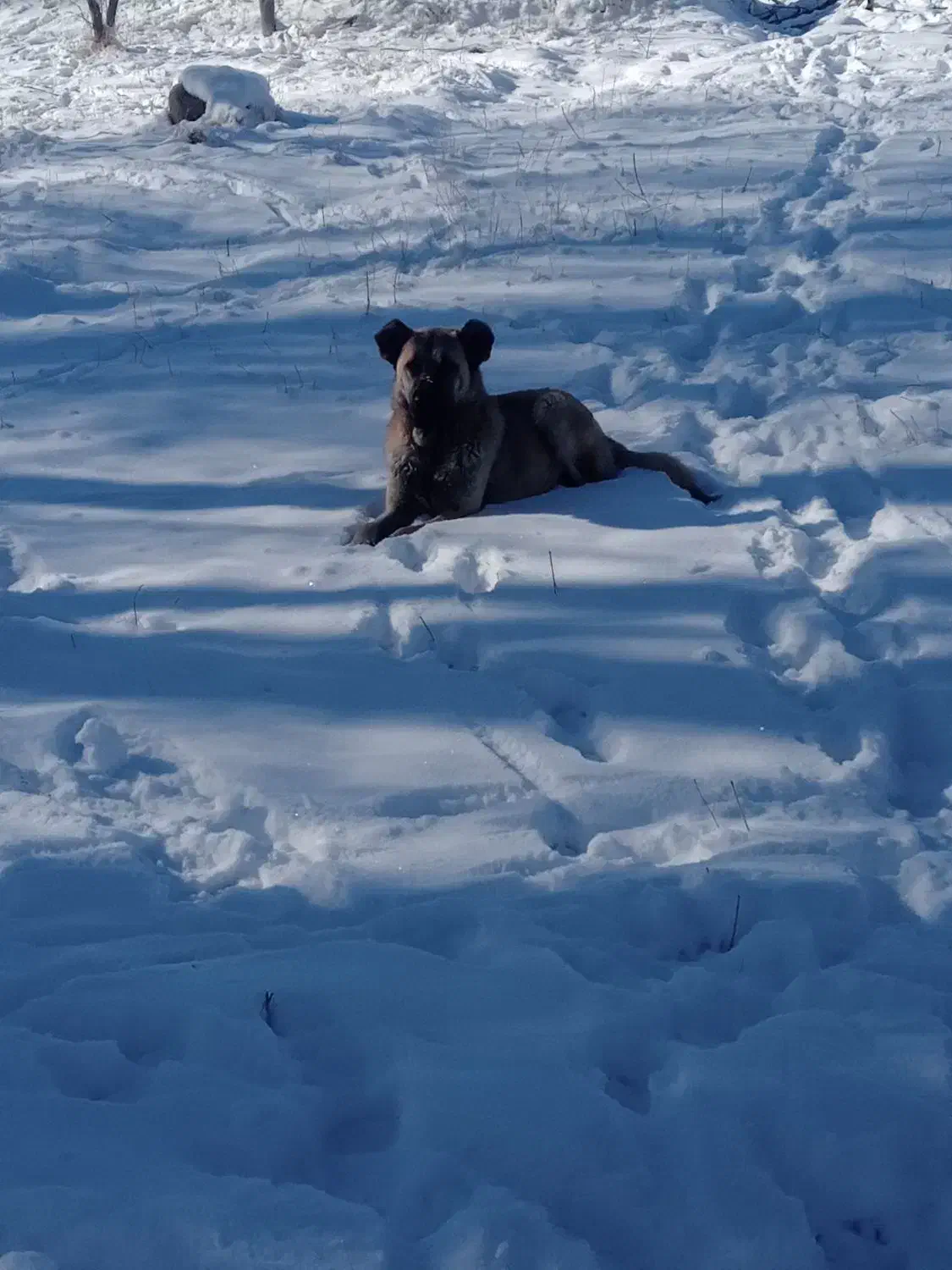 سگ سرابی|سگ|مشگین شهر, |دیوار