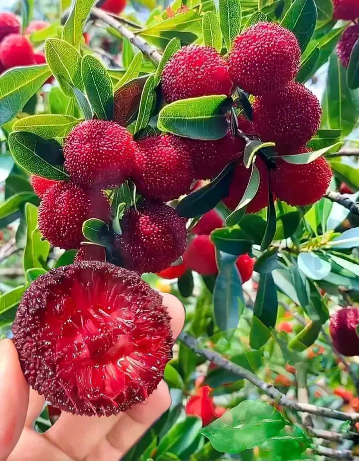 نهال گیلاس گردو کیوی سیب گلابی تمشک|خدمات باغبانی و درختکاری|فومن, |دیوار