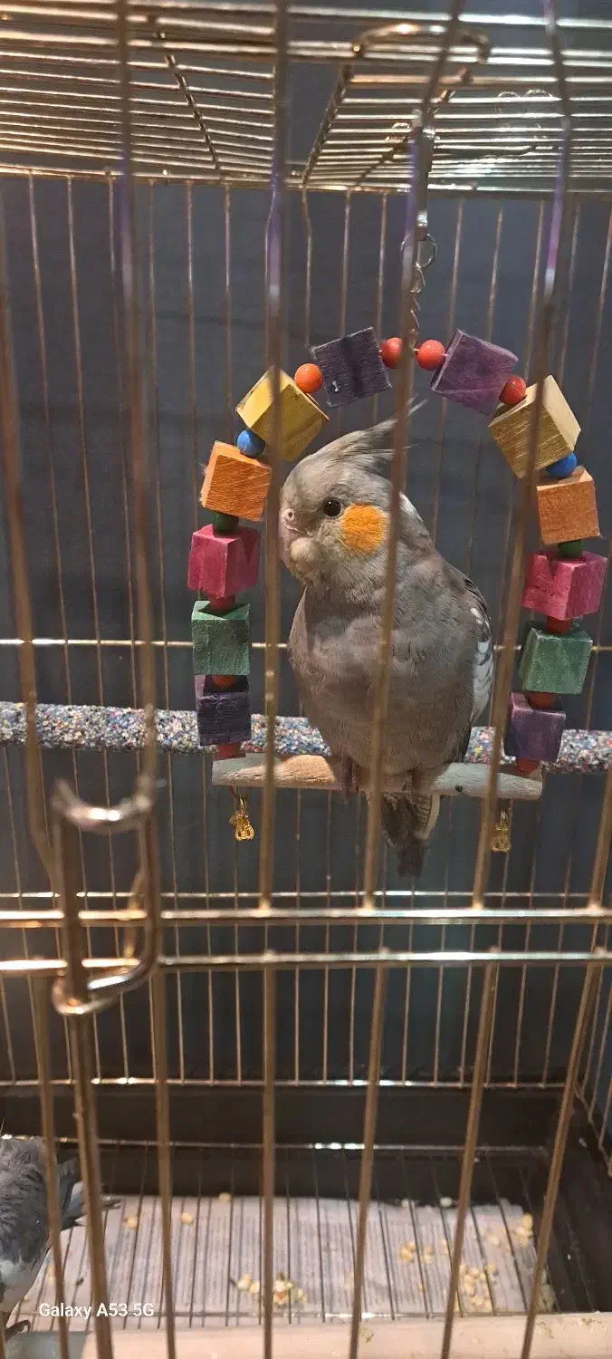 عروس هلندی خاکستری نر سخنگو ، ۲ عدد|پرنده|تهران, سردارجنگل|دیوار