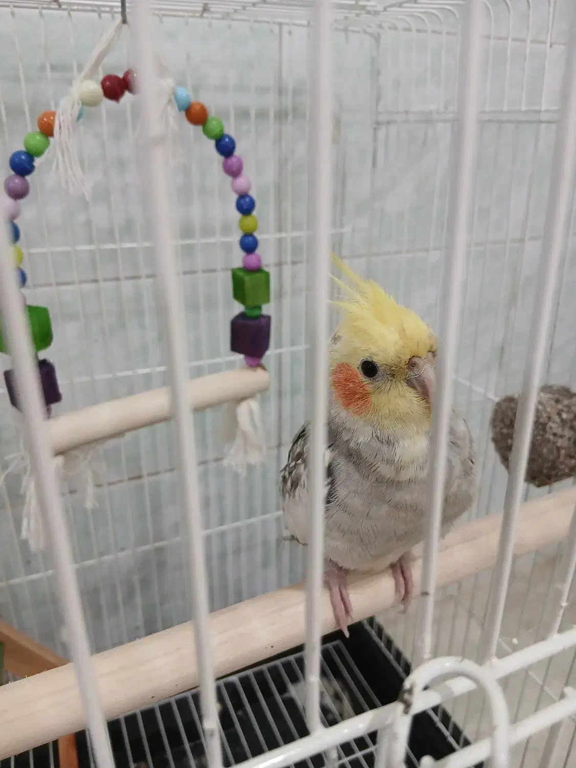 عروس هلندی|پرنده|لاهیجان, کوی زمانی|دیوار