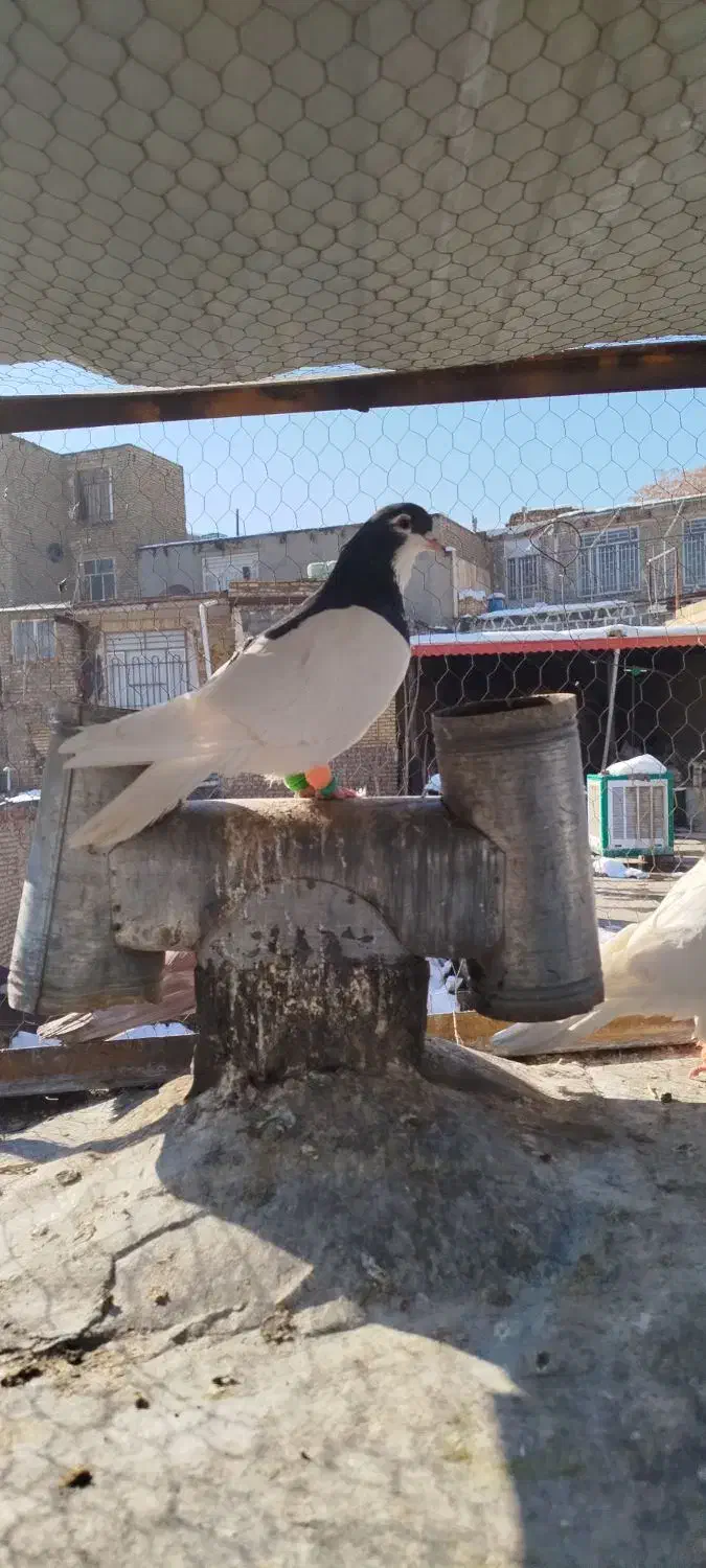 کبوترهوای|پرنده|مشهد, هفت تیر (نه دره)|دیوار