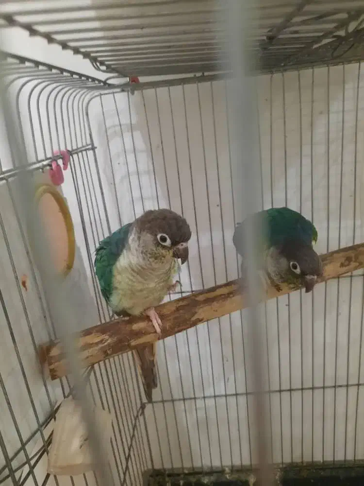 جفت گرینچیک تراکوییس یلوساید بالغ اماده مست|پرنده|گلستان (تهران), |دیوار