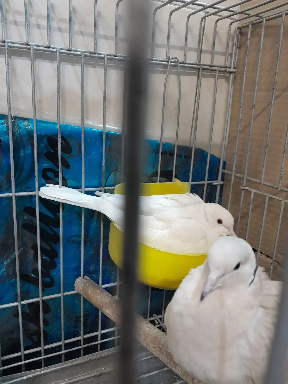 کبوتر تزئینی|پرنده|تهران, ائمه اطهار|دیوار