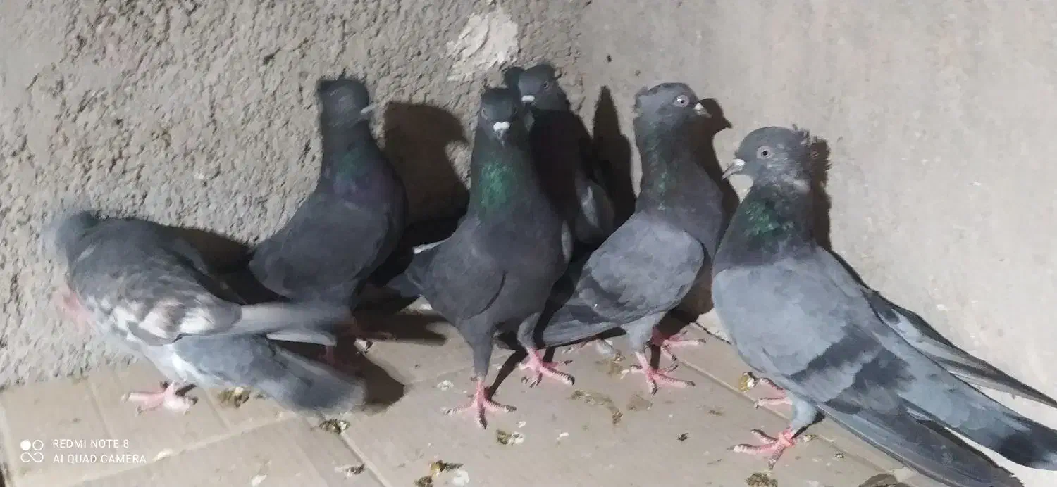 هشت کبوتر بوشهر ی ملاقی و پرشی|پرنده|خورموج, |دیوار