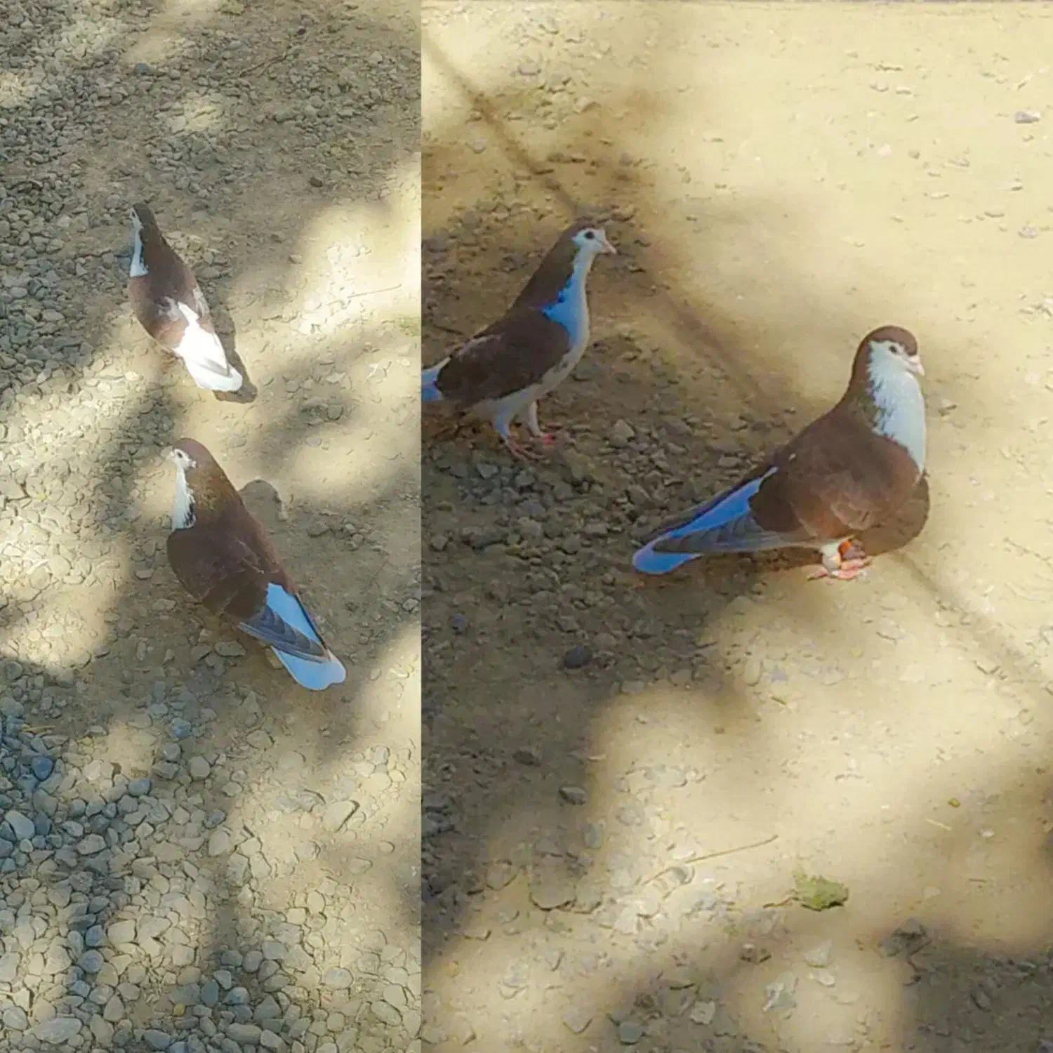 چند جفت کبوتر|پرنده|گنبد کاووس, |دیوار