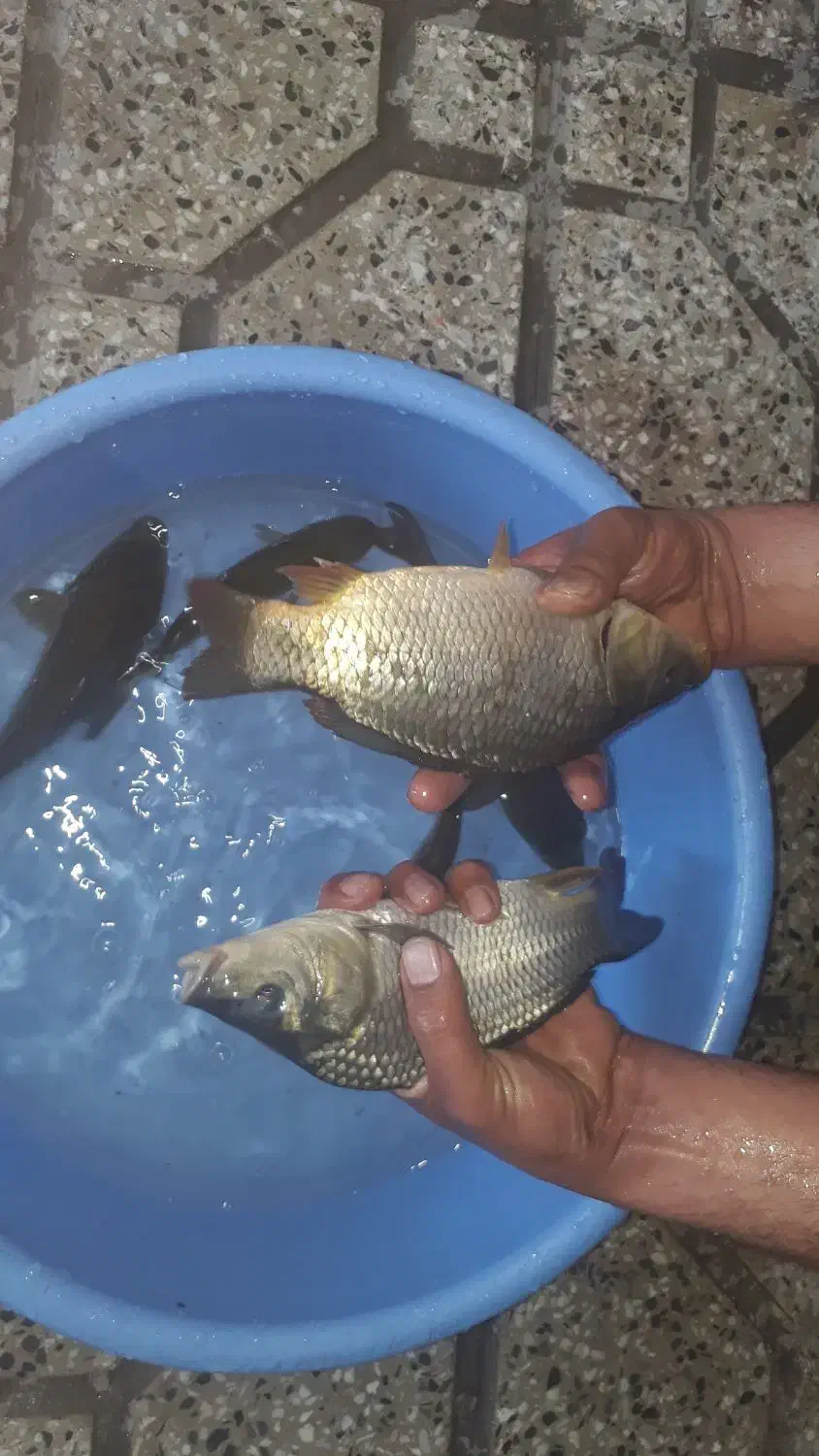 بچه ماهی کپور و آمور و غیره....|ماهی|اصفهان, الهیه|دیوار