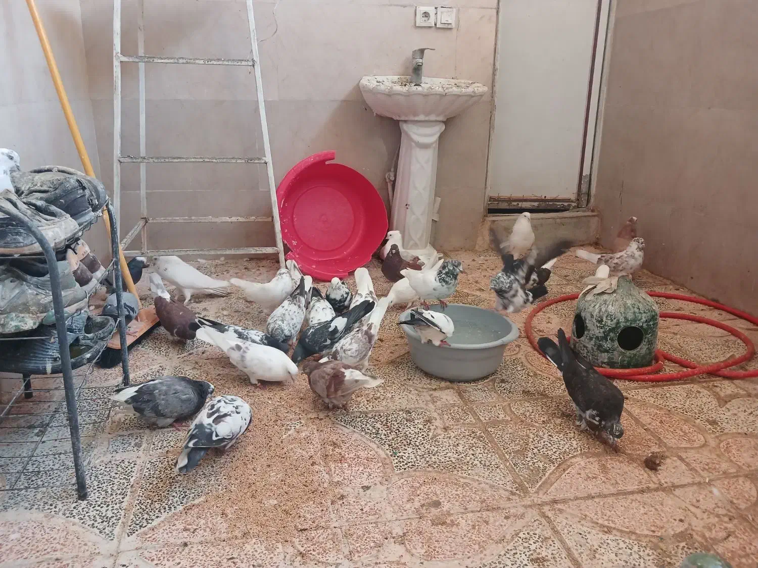 سلام تعدادی کفتر نرماده ساعت بالا پریده جواب داده|پرنده|شهریار, دهشاد پائین|دیوار