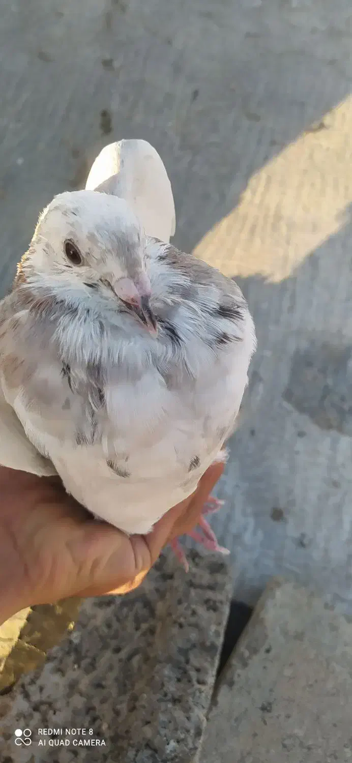 کبوتر|پرنده|بیلوار, |دیوار