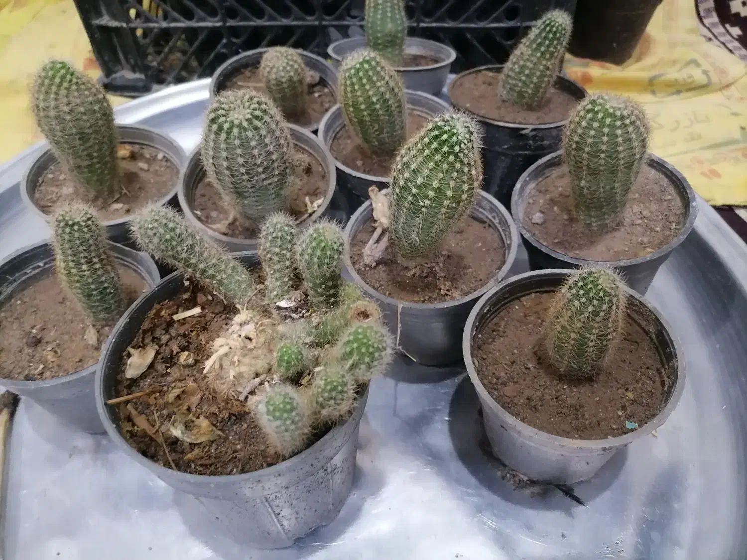 کاکتوس|گل و گیاه طبیعی|بناب, |دیوار