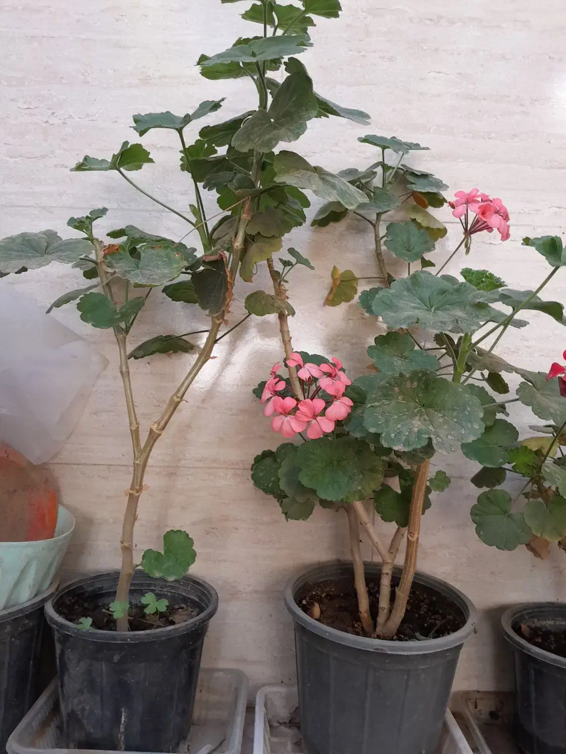 گلهای طبیعی|گل و گیاه طبیعی|نظرآباد, نظرآباد|دیوار