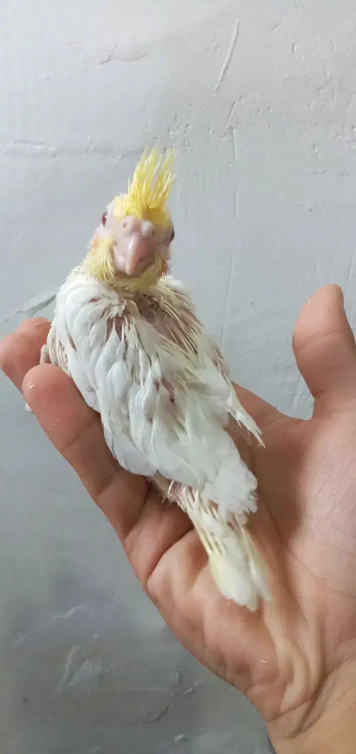 عروس هلندی|پرنده|بجنورد, |دیوار