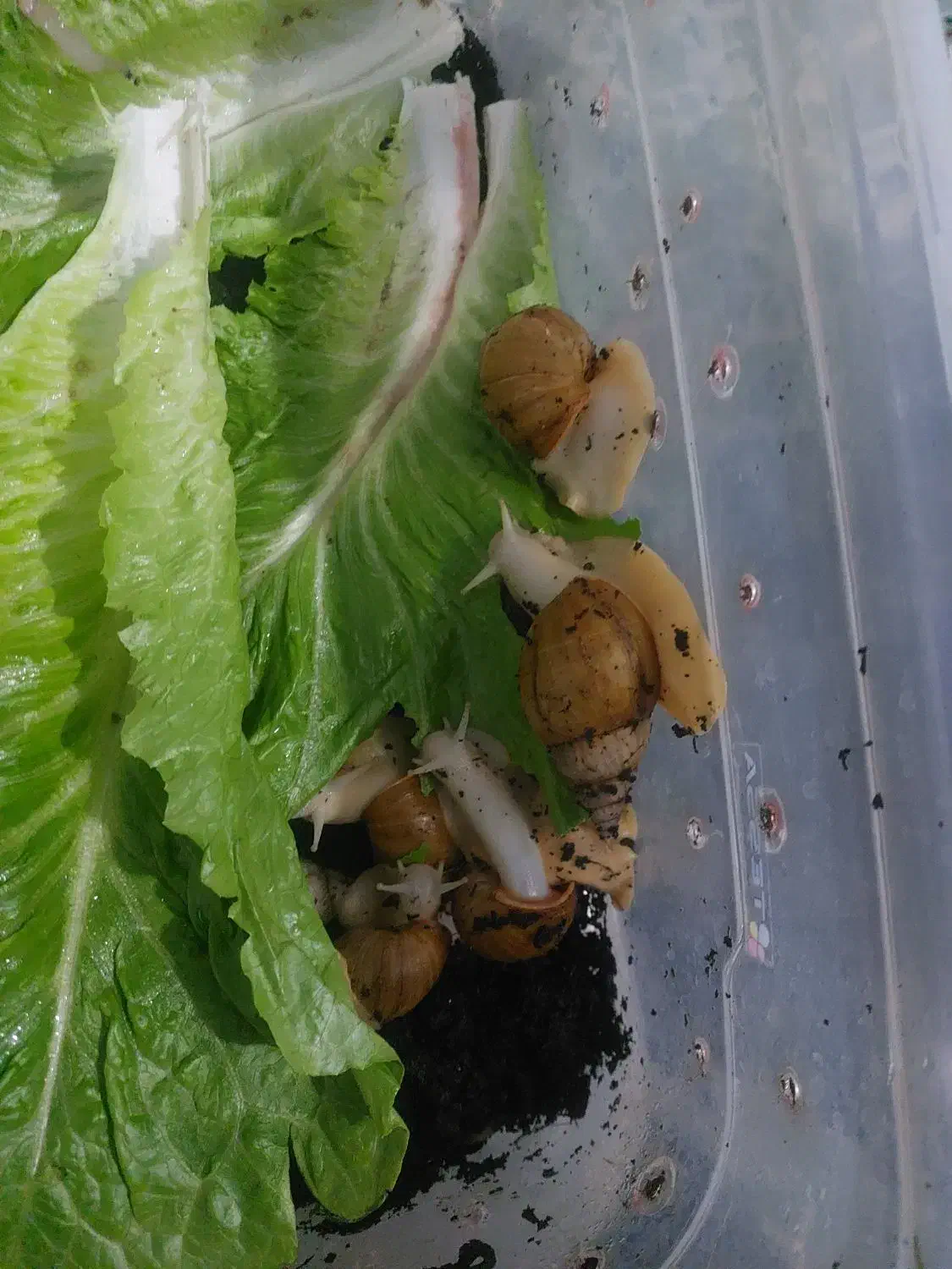 حلزون|خزنده|زرند, |دیوار