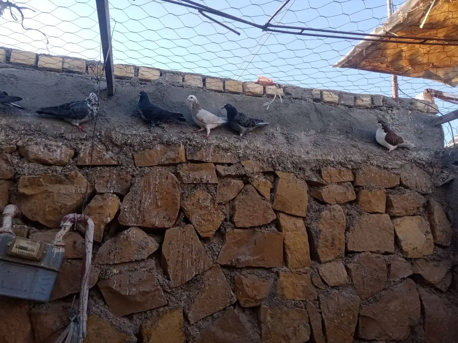 کبوتر خونگی|پرنده|جوین, |دیوار