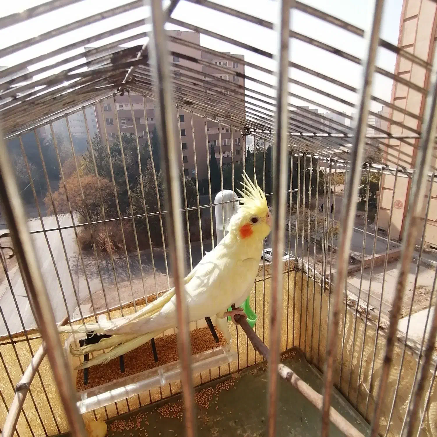 عروس هلندی لوتینو|پرنده|تهران, قصر فیروزه ۲|دیوار