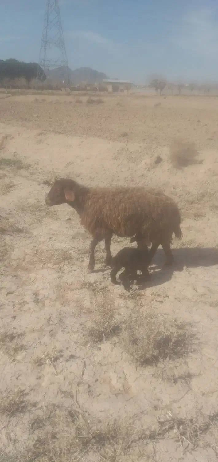 میشبره|حیوانات مزرعه|تربتحیدریه, حاجی یار|دیوار