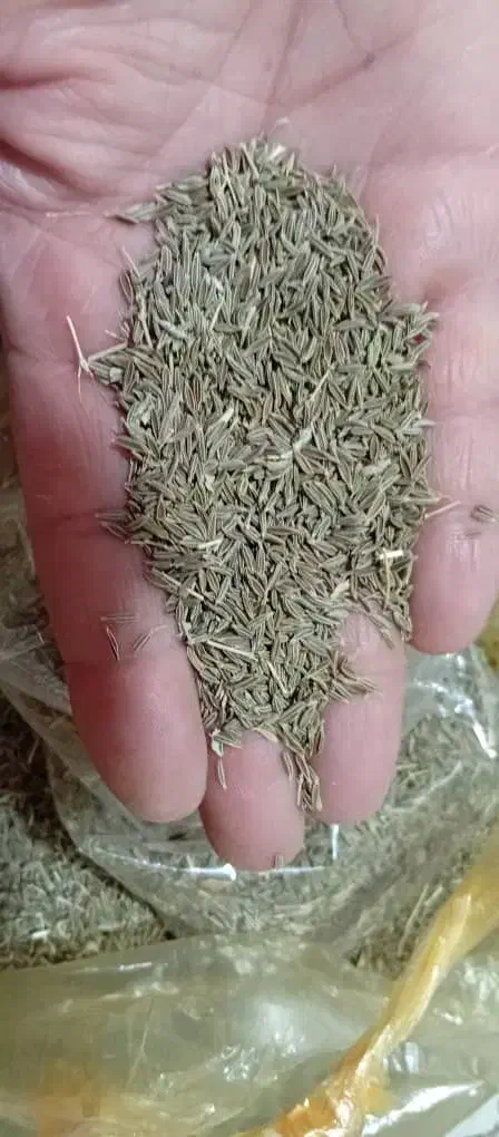 فروش زیره سبز|خوردنی و آشامیدنی|شیراز, شهرک مهرگان|دیوار