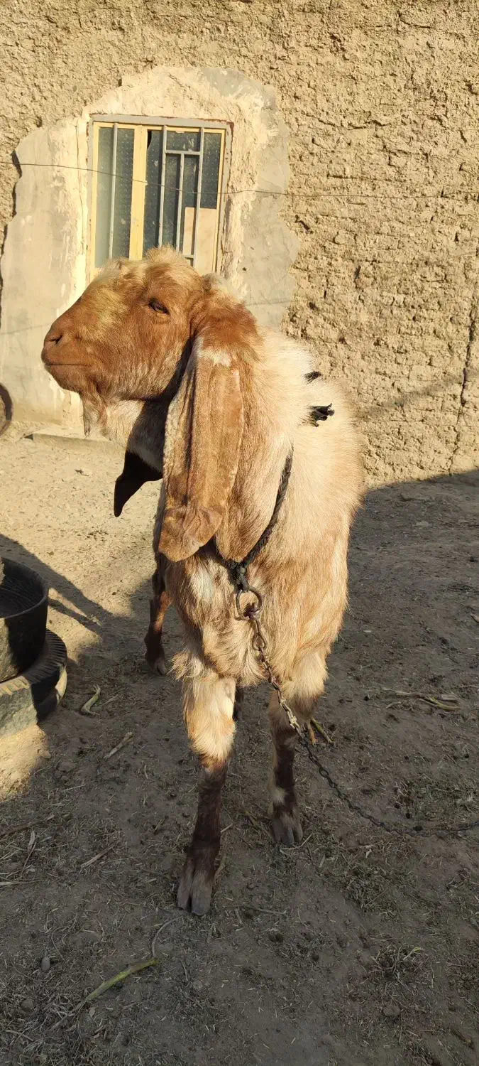 بز نر نسل دار|حیوانات مزرعه|هامون, |دیوار