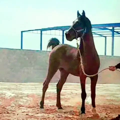 اسب|اسب و تجهیزات اسب‌سواری|برخوار, |دیوار