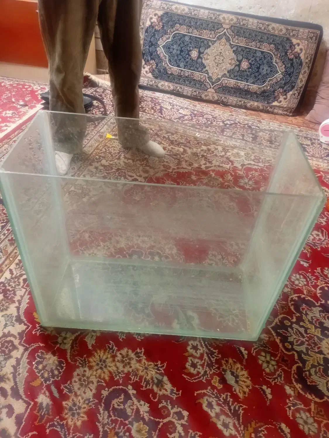 آکواریوم ماهی|ماهی|شیراز, کوشک میدان|دیوار