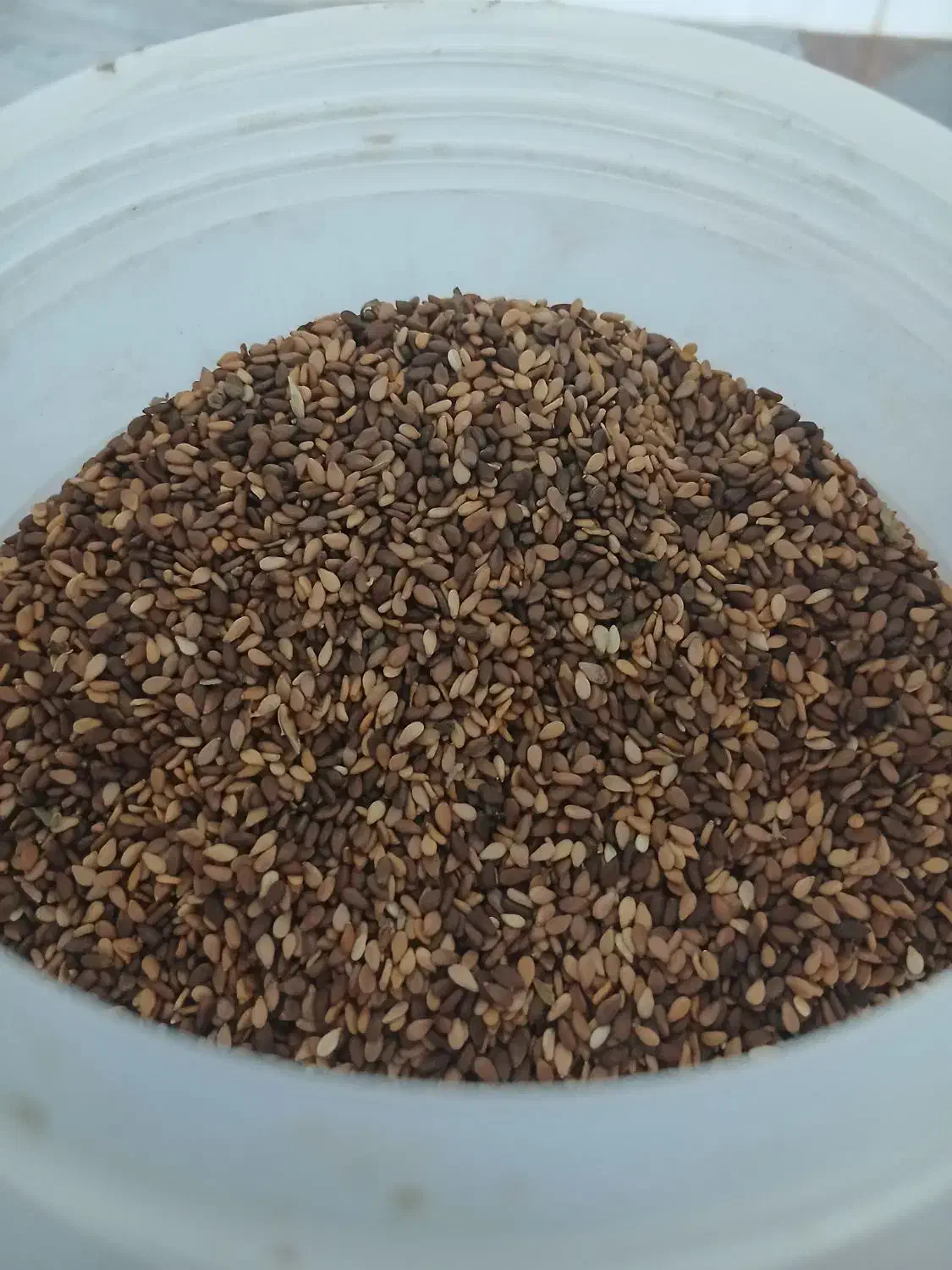 کنجد|خوردنی و آشامیدنی|چگنی, |دیوار