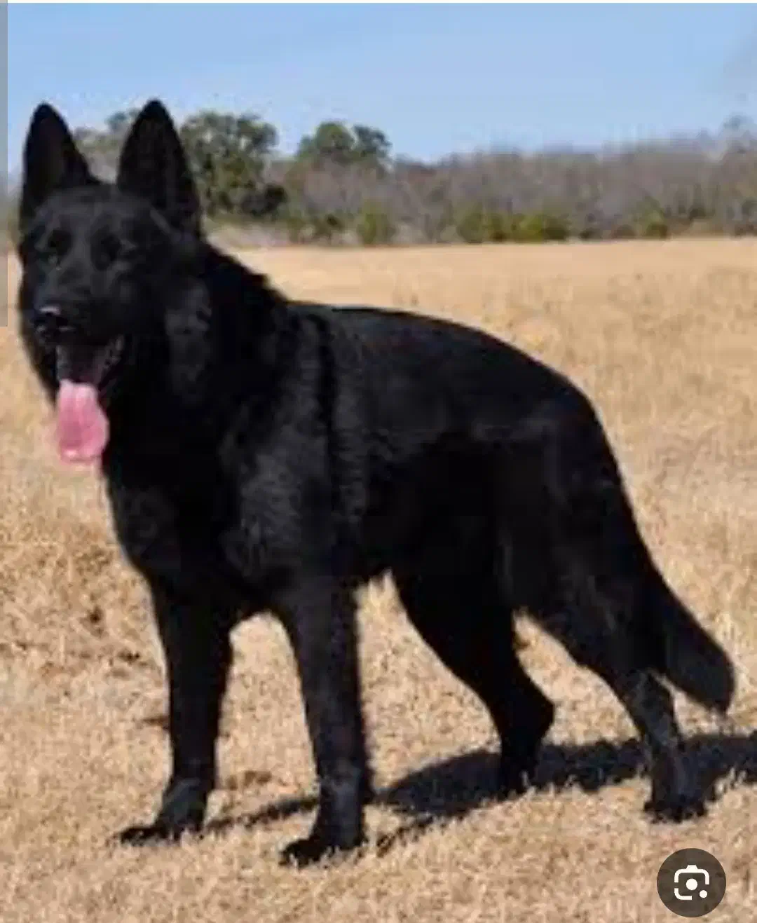 گمشده . حوالی روستای طالقان|سگ|نقده, |دیوار