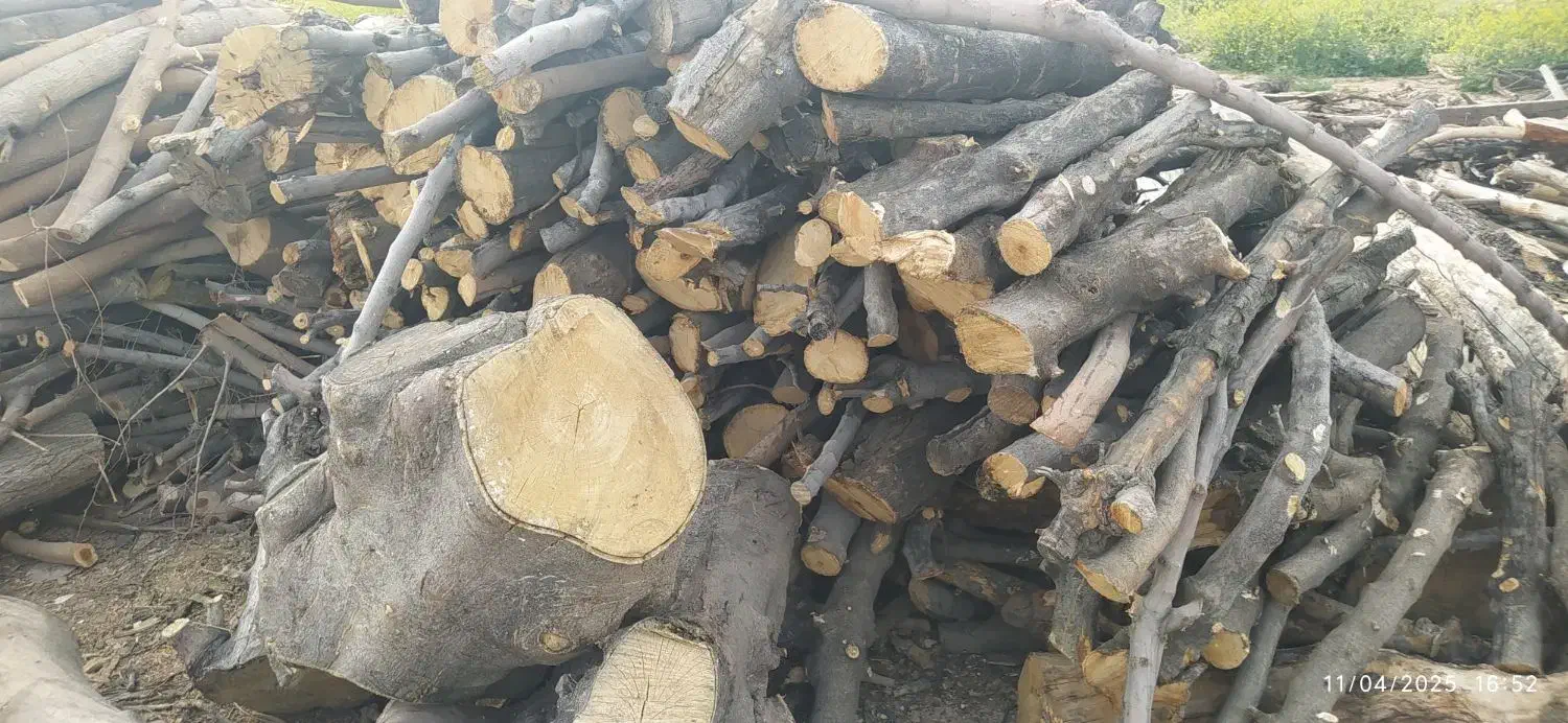 خرید چوب ودرخت|خدمات باغبانی و درختکاری|کوار, |دیوار