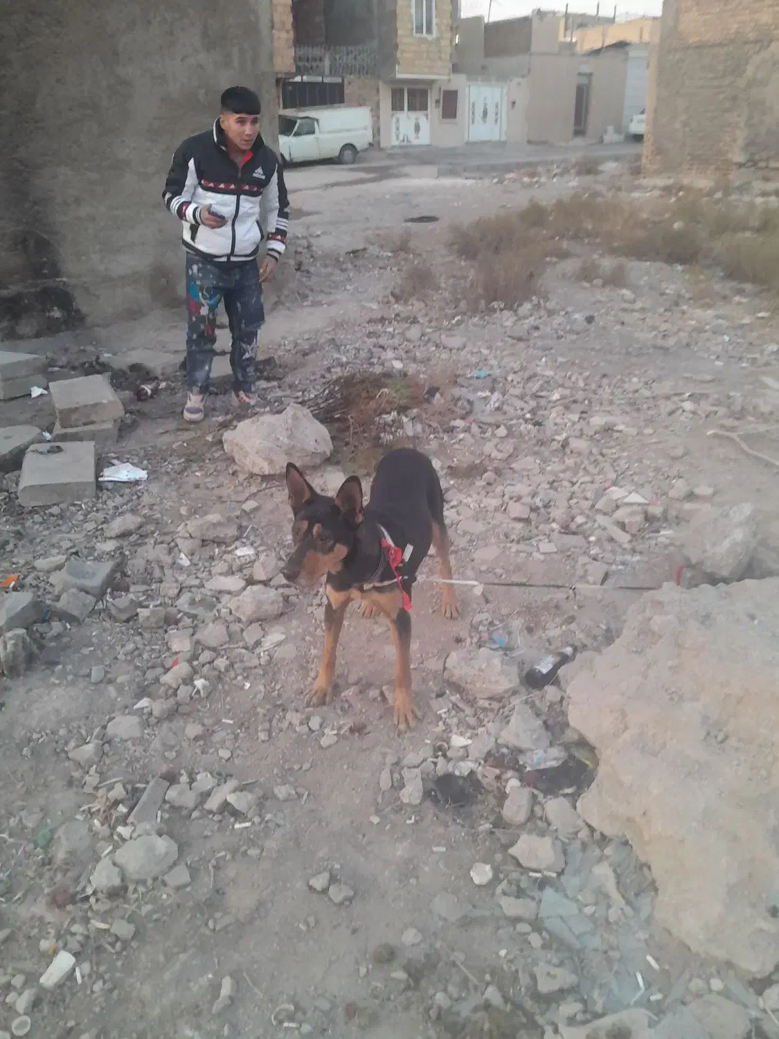 توله سگ دوبرمن خوب|سگ|قرچک, داوود آباد|دیوار