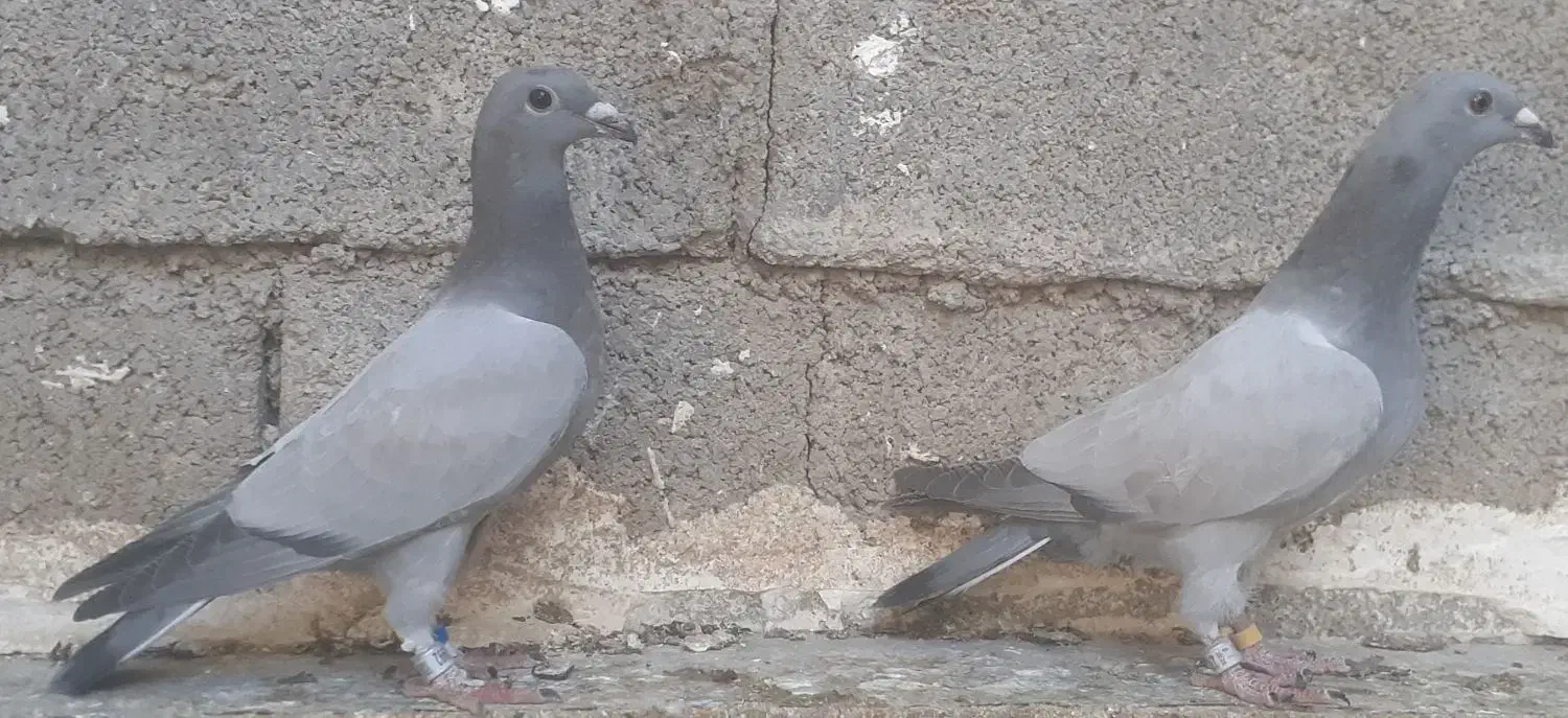 فروش سبز بی خط|پرنده|کوه چنار, |دیوار