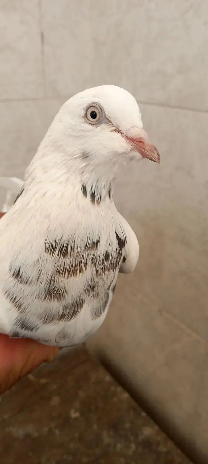 کبوتر پرشی|پرنده|برخوار, |دیوار