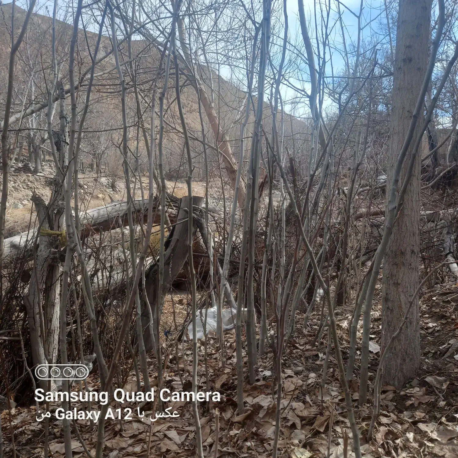 نهال گردو|خدمات باغبانی و درختکاری|بردسیر, |دیوار