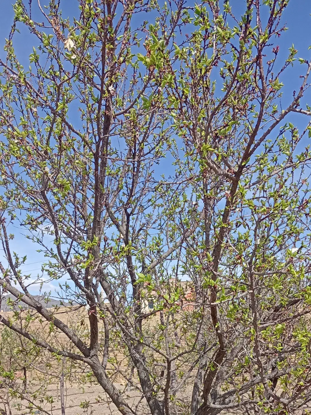 باغ،مقداری بالاتر از دانشگاه حکیم،تخفیف ویژه|فروش زمین و ملک کلنگی|سبزوار, قصبه شرقی|دیوار