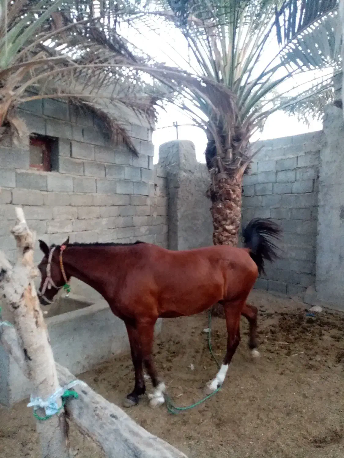 اسب ماده|اسب و تجهیزات اسبسواری|بند زرک, |دیوار