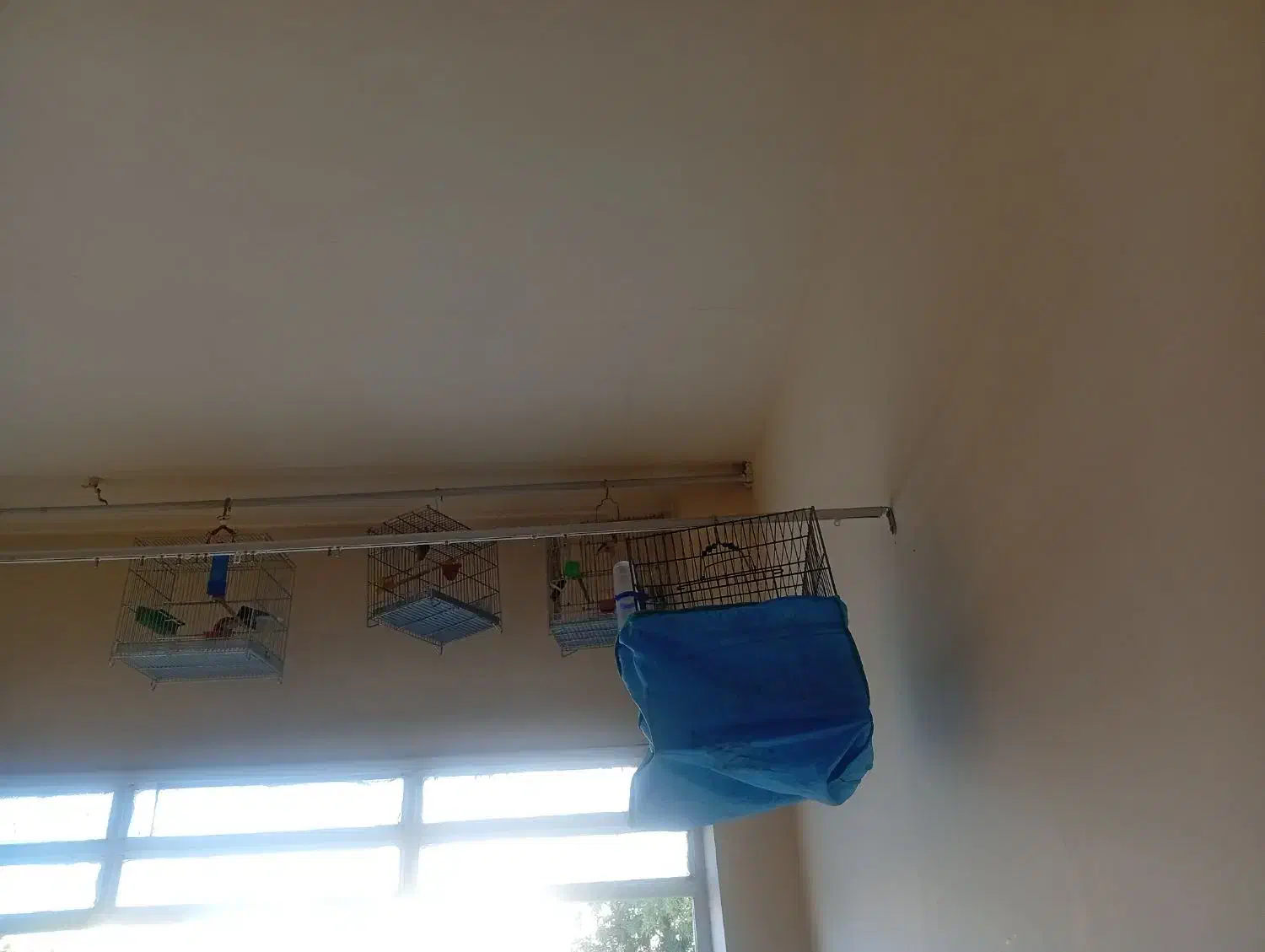 جوجه سهره|پرنده|ملایر, |دیوار