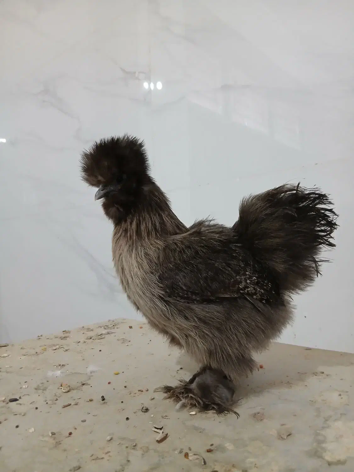 مرغ ابریشمی تخم گذار|حیوانات مزرعه|لنجان, |دیوار